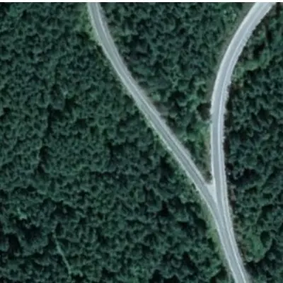 A curved road through dense forest