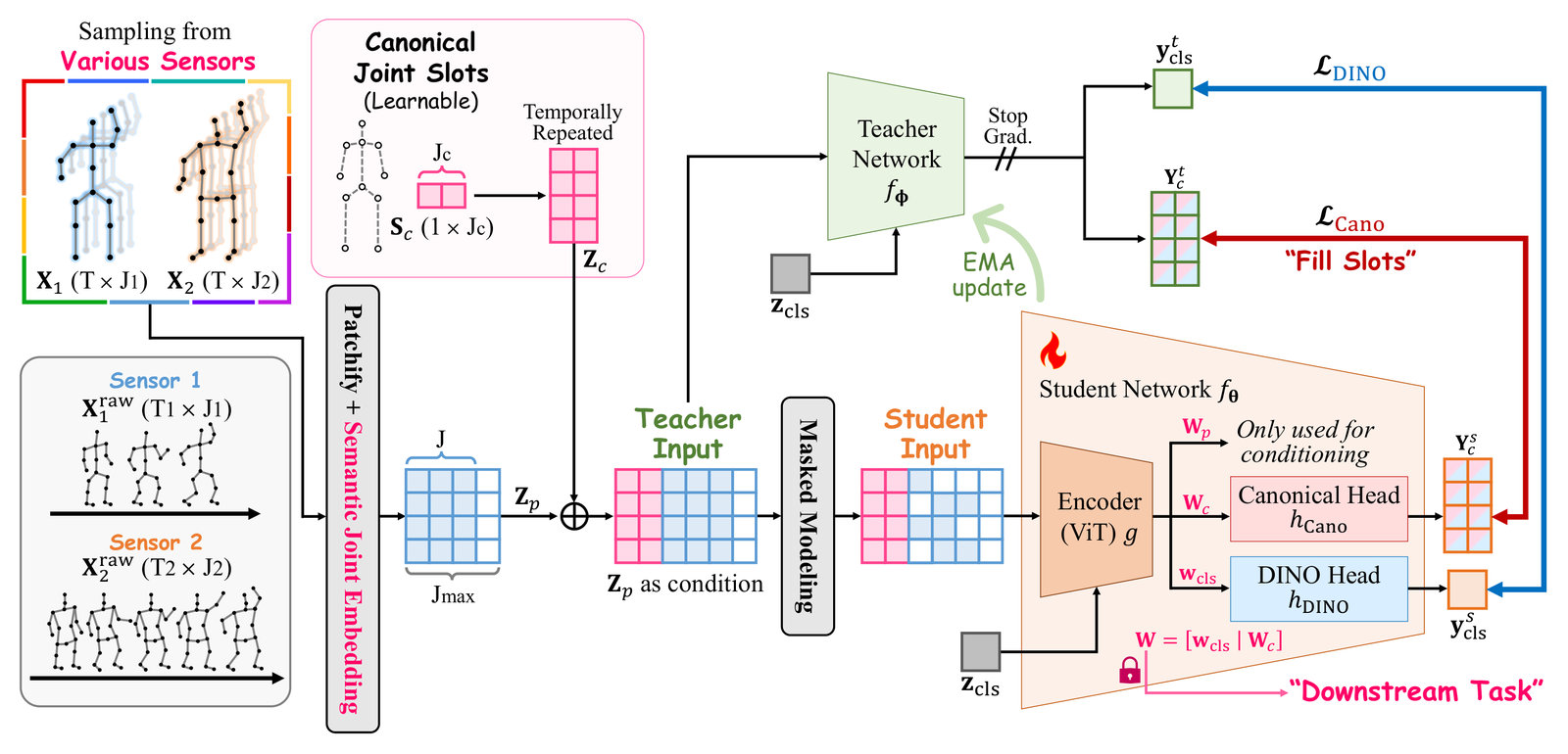 SOfA framework. Skeleton sequences sampled from various sensors are patchified and given a Semantic Joint Embedding. The resulting patch tokens Z_p are combined with temporally repeated Canonical Joint Slots Z_c. The teacher network receives the full input; the student network receives a masked input and its ViT encoder feeds a canonical head and a DINO head. The canonical loss L_Cano makes the student fill the slots like the teacher, and the DINO loss aligns the class tokens; the teacher is an EMA of the student. The representation W, made of the class token and the canonical tokens, is used for downstream tasks.